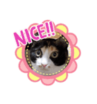 シマミケ猫のメイちゃん（個別スタンプ：22）