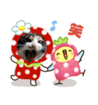 シマミケ猫のメイちゃん（個別スタンプ：23）