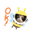 シマミケ猫のメイちゃん（個別スタンプ：25）