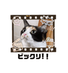 シマミケ猫のメイちゃん（個別スタンプ：28）