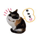 シマミケ猫のメイちゃん（個別スタンプ：29）