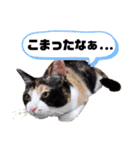 シマミケ猫のメイちゃん（個別スタンプ：30）