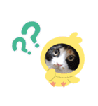 シマミケ猫のメイちゃん（個別スタンプ：31）