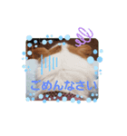 うちのブーちゃん 2（個別スタンプ：3）