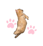 もありんの猫スタンプ2（個別スタンプ：2）