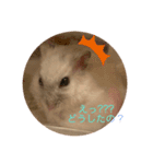 うちのしらたま姫（個別スタンプ：5）