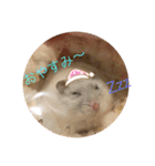 うちのしらたま姫（個別スタンプ：7）