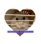 うちのしらたま姫（個別スタンプ：14）