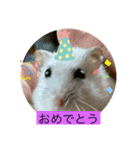 うちのしらたま姫（個別スタンプ：15）