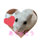 うちのしらたま姫（個別スタンプ：16）