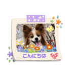 パピヨン める（個別スタンプ：3）