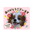 パピヨン める（個別スタンプ：4）