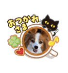 パピヨン める（個別スタンプ：9）