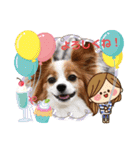 パピヨン める（個別スタンプ：15）