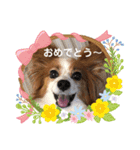 パピヨン める（個別スタンプ：21）