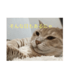 毎日楽しく生きるにゃ（個別スタンプ：1）
