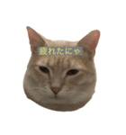 毎日楽しく生きるにゃ（個別スタンプ：3）