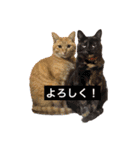 はなきファーム修正版（個別スタンプ：1）