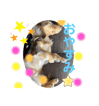 マールくん（個別スタンプ：4）
