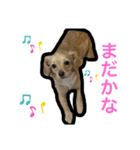 みるくちゃん1（個別スタンプ：2）