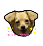 みるくちゃん1（個別スタンプ：7）