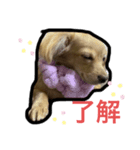 みるくちゃん1（個別スタンプ：8）