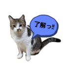 にこはなスタンプ（個別スタンプ：5）