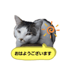 にこはなスタンプ（個別スタンプ：7）