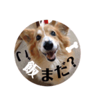 我が家のラナ様♡（個別スタンプ：1）
