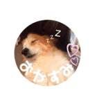 我が家のラナ様♡（個別スタンプ：4）