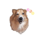 我が家のラナ様♡（個別スタンプ：5）
