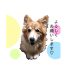我が家のラナ様♡（個別スタンプ：7）