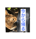 ベンガル猫のハッピー（個別スタンプ：1）