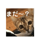 ベンガル猫のハッピー（個別スタンプ：2）
