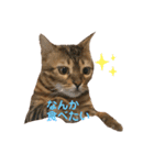 ベンガル猫のハッピー（個別スタンプ：3）
