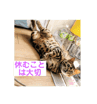ベンガル猫のハッピー（個別スタンプ：4）