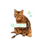 ベンガル猫のハッピー（個別スタンプ：6）