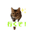 ベンガル猫のハッピー（個別スタンプ：7）