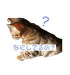 ベンガル猫のハッピー（個別スタンプ：8）