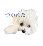 ニコのあいさつ（個別スタンプ：1）