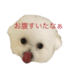ニコのあいさつ（個別スタンプ：3）