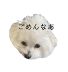 ニコのあいさつ（個別スタンプ：6）