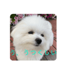ニコのあいさつ（個別スタンプ：7）