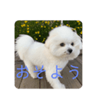 ニコのあいさつ（個別スタンプ：8）