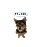 うちの犬2((ココア（個別スタンプ：1）