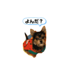 うちの犬2((ココア（個別スタンプ：2）