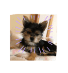 うちの犬2((ココア（個別スタンプ：4）