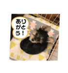 うちの犬2((ココア（個別スタンプ：5）
