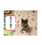 うちの犬2((ココア（個別スタンプ：7）