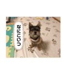 うちの犬2((ココア（個別スタンプ：8）